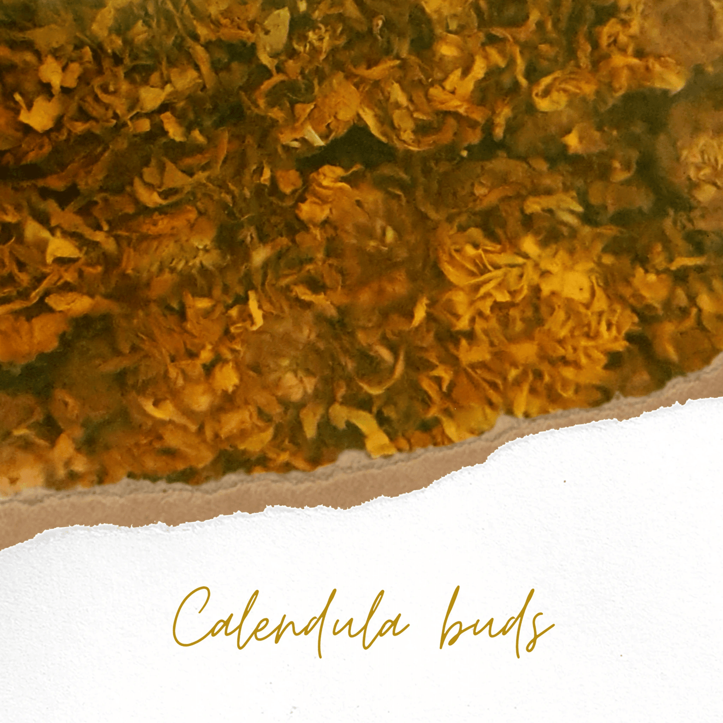 Close-up of calendula buds with a white background and 'Calendula buds' text.
